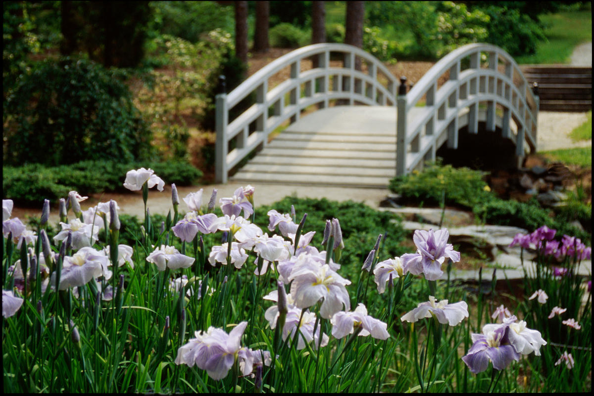 Duke Gardens, 2013